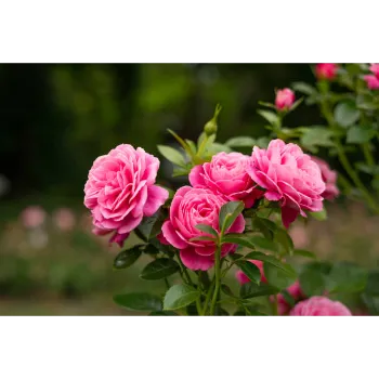 Pink Rose